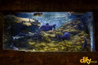 ���� ��� ������ "ĳ��"