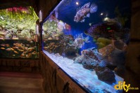 ���� ��� ������ "ĳ��"