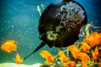 ���� ��� ������ "ĳ��"