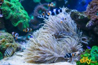 ���� ��� ������ "ĳ��"