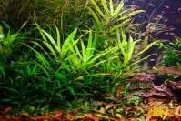 ���� ��� ������ "ĳ��"