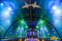 ���� ��� ������ "ĳ��"