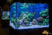 ���� ��� ������ "ĳ��"