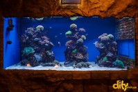 ���� ��� ������ "ĳ��"