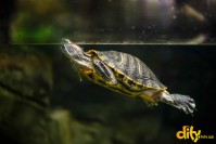 ���� ��� ������ "ĳ��"