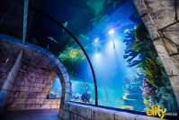 ���� ��� ������ "ĳ��"